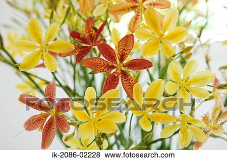 Red and yellow lilies View Large Photo Image Stock Photo - Red and yellow lilies. Fotosearch