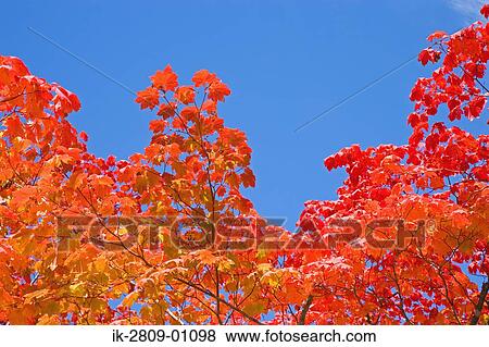 Red Autumnal Leaves against Blue Sky View Large Photo Image Stock Photo - Red Autumnal Leaves against Blue Sky. Fotosearch