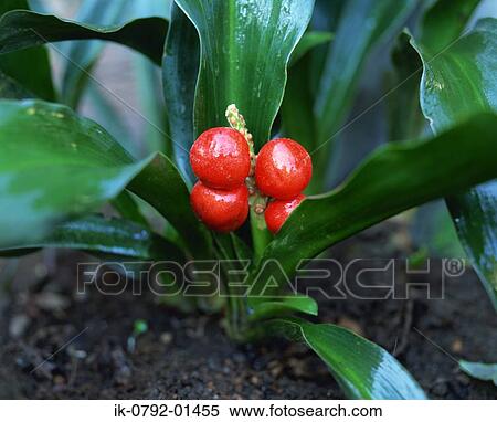 Red Berries of Convallaria Majalis View Large Photo Image Stock Photography - Red Berries of Convallaria Majalis. Fotosearch