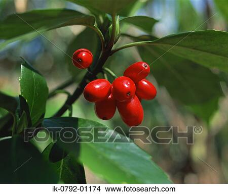 Red Berries on Tree View Large Photo Image Picture - Red Berries on Tree. Fotosearch