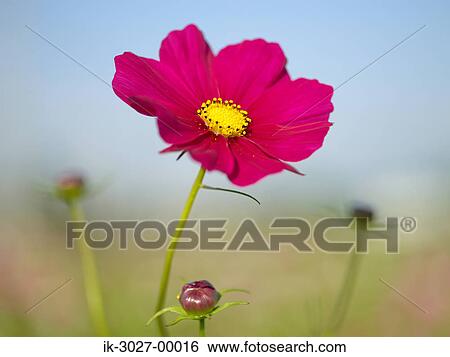 Red Cosmos Flower View Large Photo Image Stock Photograph - Red Cosmos Flower . Fotosearch