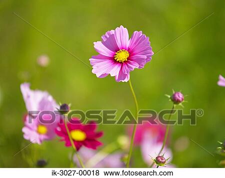 Red Cosmos Flowers Blooming View Large Photo Image Stock Photo - Red Cosmos Flowers Blooming . Fotosearch