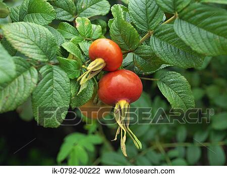 Red Fruits Growing on Tree View Large Photo Image Stock Image - Red Fruits Growing on Tree. Fotosearch