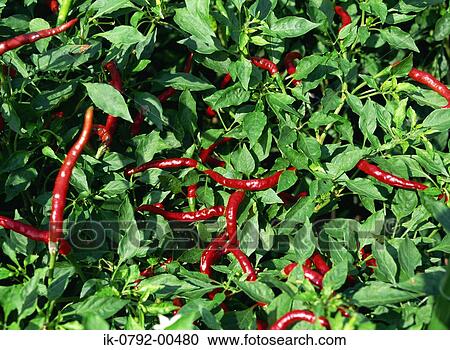 Stock Image - Red Peppers Growing on Chilli Plant. Fotosearch