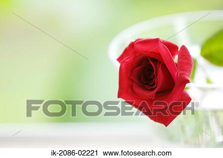 Stock Image - Red rose in a vase . Fotosearch
