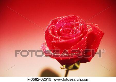 Stock Photography - Red Rose with Water Droplets. Fotosearch