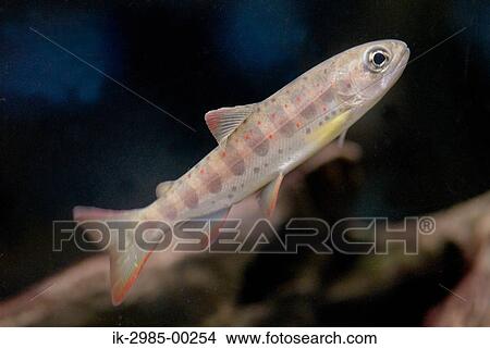 Picture - Red-Spotted Trout Fish Under Freshwater. Fotosearch