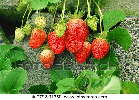Red Strawberries Growing View Large Photo Image Stock Image - Red Strawberries Growing. Fotosearch