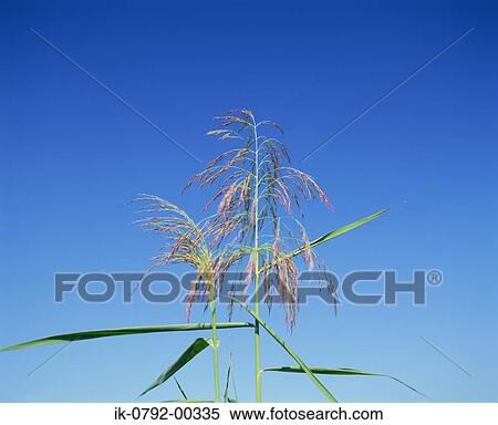 Stock Photography - Reed against Blue Sky. Fotosearch