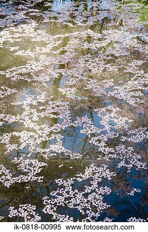 Stock Photography - Reflection of Cherry Trees in Water. Fotosearch