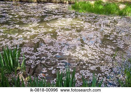 Stock Photograph - Reflection of Flowers in Water. Fotosearch