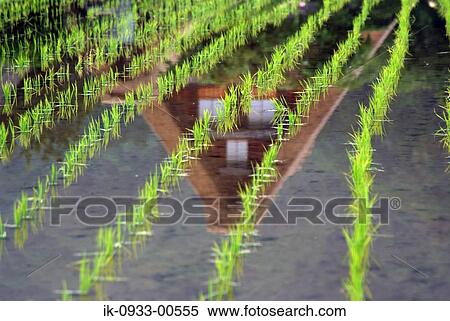 Reflection of Japanese House in Water, Japan, Gifu Prefecture View Large Photo Image Stock Photography - Reflection of Japanese House in Water, Japan, Gifu Prefecture. Fotosearch