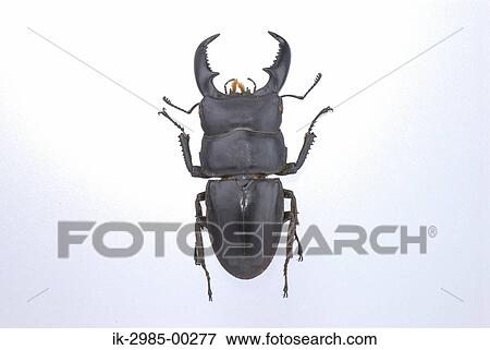 Rhinoceros Beetle View Large Photo Image Stock Photo - Rhinoceros Beetle. Fotosearch