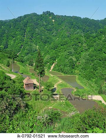 Stock Image - Rice Field in Niigata Prefecture. Fotosearch