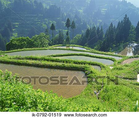 Rice Field in Niigata Prefecture View Large Photo Image Stock Photo - Rice Field in Niigata Prefecture. Fotosearch