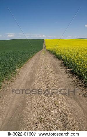 Road Between Two Fields in Alberta, Canada View Large Photo Image Stock Photo - Road Between Two Fields in Alberta, Canada. Fotosearch