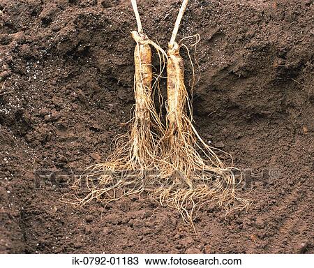 Root of Ginseng Plant View Large Photo Image Stock Image - Root of Ginseng Plant. Fotosearch