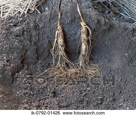 Root of Ginseng Plant View Large Photo Image Stock Photograph - Root of Ginseng Plant. Fotosearch