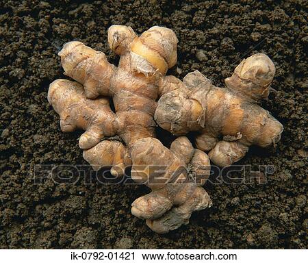 Roots of Turmeric on Soil View Large Photo Image Stock Image - Roots of Turmeric on Soil. Fotosearch