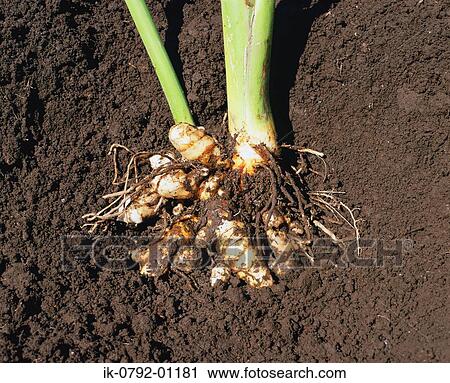 Roots of Turmeric Plant in Soil View Large Photo Image Stock Image - Roots of Turmeric Plant in Soil. Fotosearch