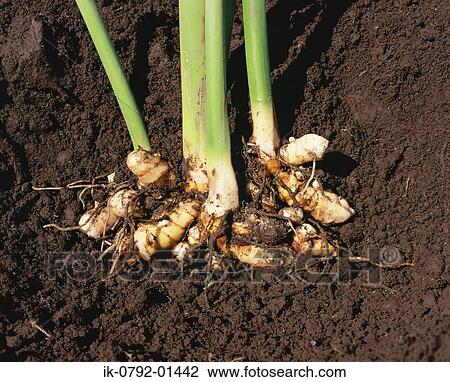Stock Image - Roots of Turmeric Plant in Soil. Fotosearch