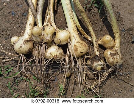 Roots of Wild Rocambole on Ground View Large Photo Image Stock Photo - Roots of Wild Rocambole on Ground. Fotosearch