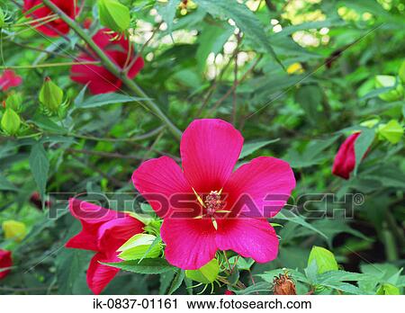 Rose mallow flowers growing View Large Photo Image Stock Image - Rose mallow flowers growing. Fotosearch