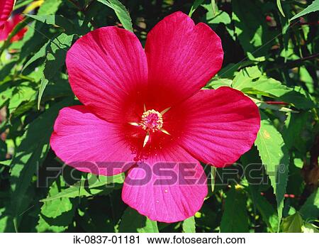Rose mallow flowers growing View Large Photo Image Stock Image - Rose mallow flowers growing . Fotosearch