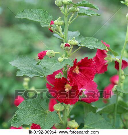 Rose Mallow Growing in Garden View Large Photo Image Picture - Rose Mallow Growing in Garden . Fotosearch