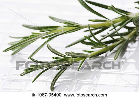 Rosemary View Large Photo Image Stock Image - Rosemary. Fotosearch