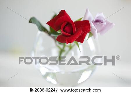 Roses in a vase View Large Photo Image Stock Photo - Roses in a vase. Fotosearch
