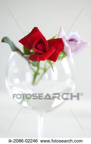 Stock Photograph - Roses in a vase. Fotosearch