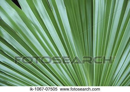 Stock Photography - Ruffled Fan Palm. Fotosearch
