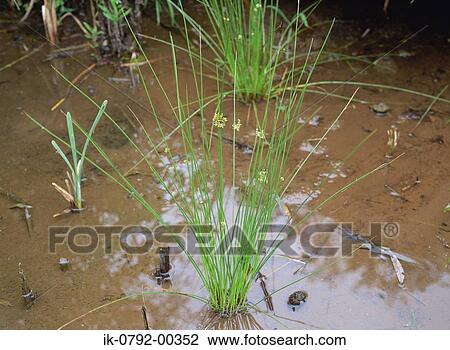 Stock Image - Rush Grass Growing in Water. Fotosearch