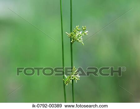 Rush Grass View Large Photo Image Stock Photo - Rush Grass. Fotosearch