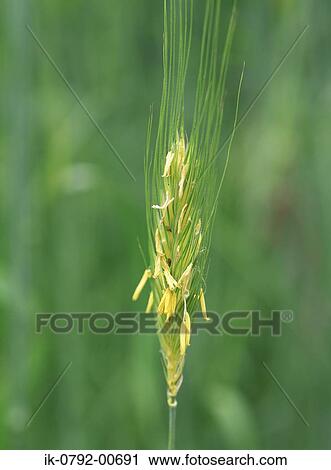 Rye and Wheat View Large Photo Image Stock Image - Rye and Wheat. Fotosearch
