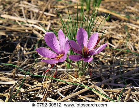 Saffron Crocus Flowers Growing in Autumn View Large Photo Image Stock Image - Saffron Crocus Flowers Growing in Autumn. Fotosearch