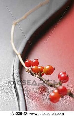 Sakura Cherries View Large Photo Image Stock Image - Sakura Cherries. Fotosearch