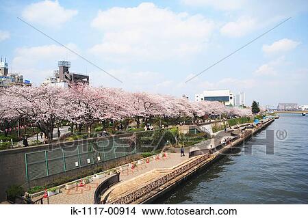 Sakura View Large Photo Image Picture - Sakura. Fotosearch