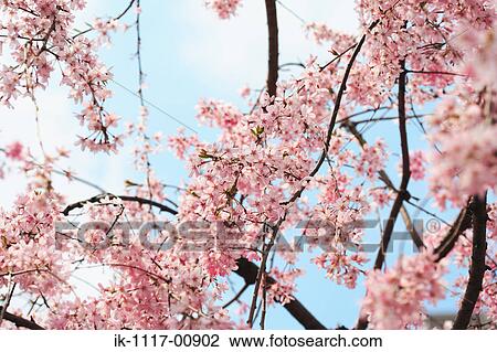 Sakura View Large Photo Image Stock Image - Sakura. Fotosearch