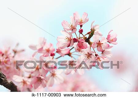 Sakura View Large Photo Image Stock Image - Sakura. Fotosearch