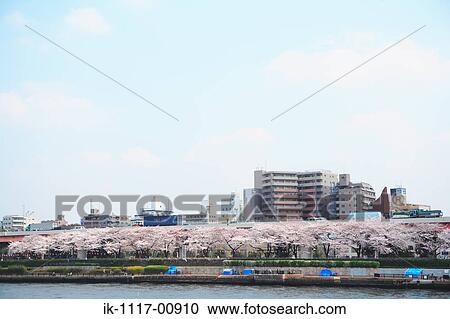 Sakura View Large Photo Image Stock Image - Sakura. Fotosearch
