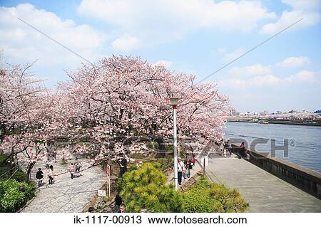 Sakura View Large Photo Image Stock Image - Sakura. Fotosearch