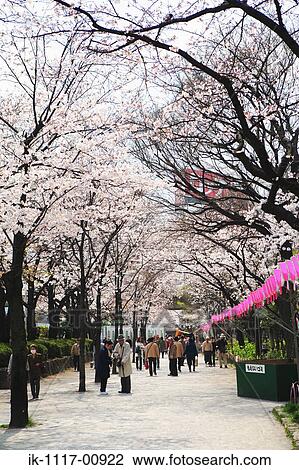 Sakura View Large Photo Image Stock Image - Sakura. Fotosearch