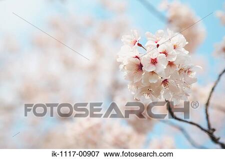 Sakura View Large Photo Image Stock Photo - Sakura. Fotosearch