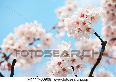 Sakura View Large Photo Image Stock Photo - Sakura. Fotosearch