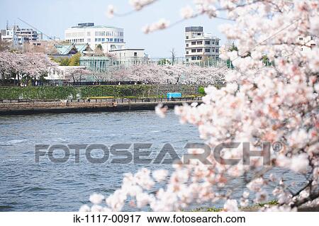 Sakura View Large Photo Image Stock Photo - Sakura. Fotosearch