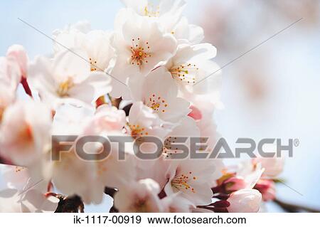Sakura View Large Photo Image Stock Photo - Sakura. Fotosearch