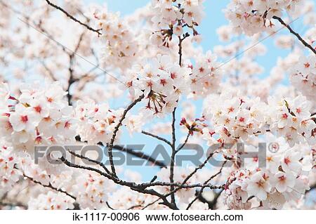 Sakura View Large Photo Image Stock Photograph - Sakura. Fotosearch