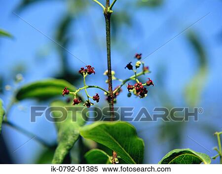 Sandalwood Flowers Blooming in Early Spring View Large Photo Image Stock Photography - Sandalwood Flowers Blooming in Early Spring. Fotosearch